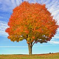 Red Orange Tree on Hill