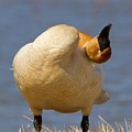 Sleepy Swan